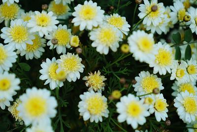 Close-up of yellow daisy flowers