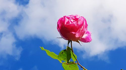 Close-up of pink rose against sky