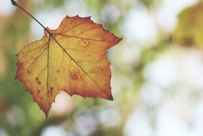 Close-up of dry maple leaf