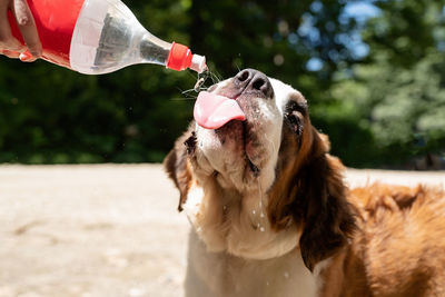 Pet care. thirsty st. bernard dog drinking from plastic bottle showing tongue outdoors in hot summer 