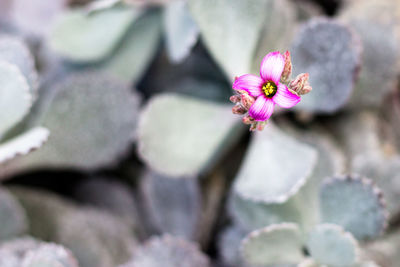 Close-up of pink flowers