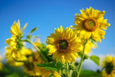 Low angle view of sunflower blooming against sky