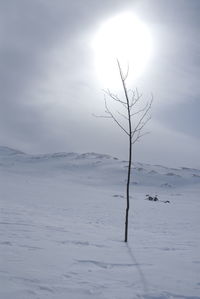 Low angle view of bare tree on snow covered landscape