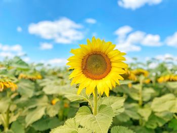 Close-up of yellow sunflower against sky