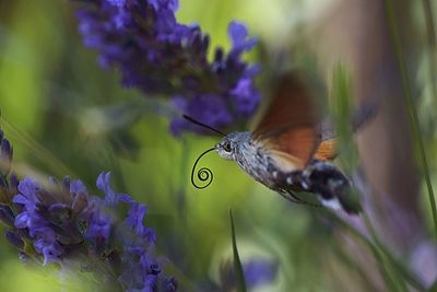 Close-up of butterfly on purple flower