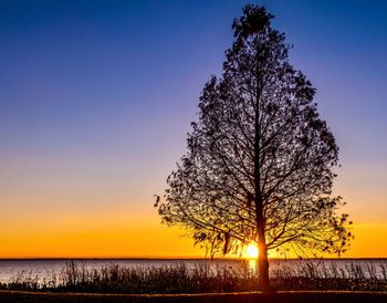 Silhouette tree against clear sky during sunset