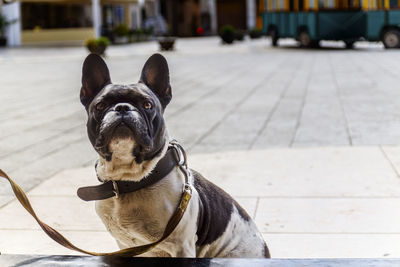 French bulldog sitting on street