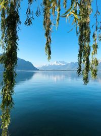 Scenic view of lake by trees against blue sky