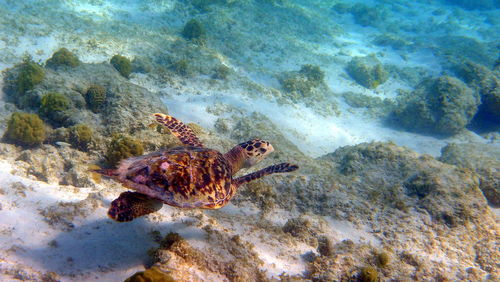 High angle view of turtle swimming in sea