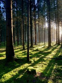 Winter sun bathes the forest in a magical light