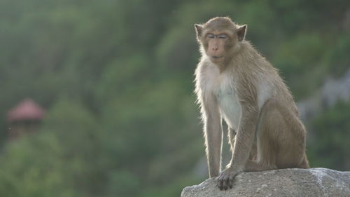 Portrait of monkey sitting on rock