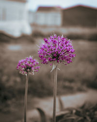 Close-up of pink flowering plant on field