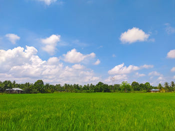 Scenic view of agricultural field against sky