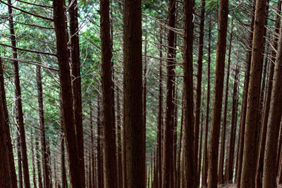 Pine trees in forest