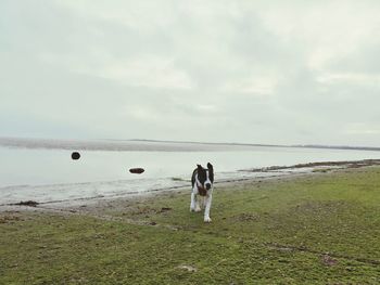 Dog standing on field against sky