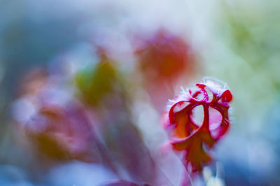 Close-up of red flower against sky