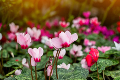 Close-up of pink flowering plants