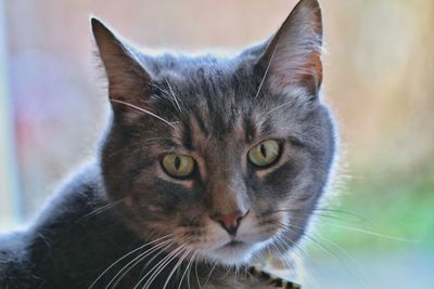 Close-up portrait of cat