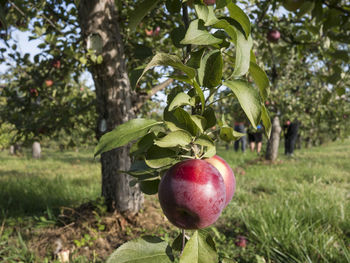 Apples on tree at field