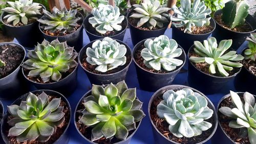 High angle view of potted plants
