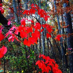 Low angle view of red leaves on tree