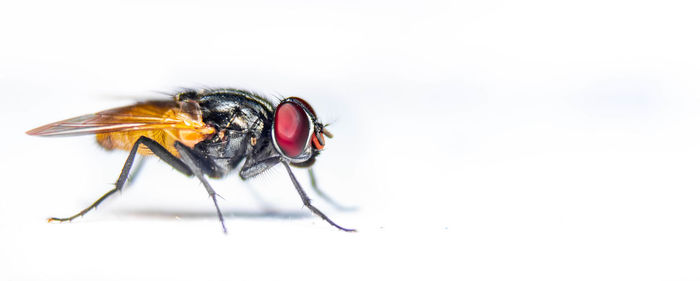 Close-up of fly on white background