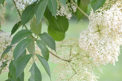 Close-up of flower tree