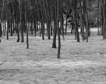 Trees in forest