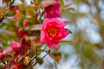 Close-up of pink rose