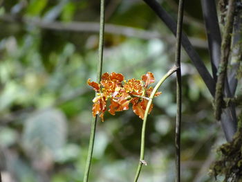 Close-up of orange flowering plant