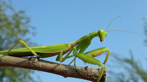 Close-up of insect on plant against sky