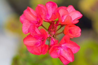 Close-up of pink flowering plant