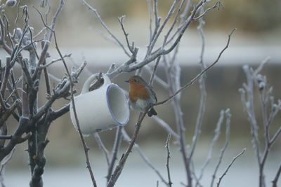 winter