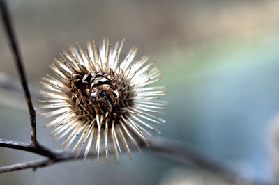 Close-up of bee on thistle