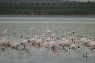 Birds in lake