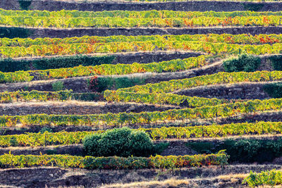 Full frame shot of agricultural field