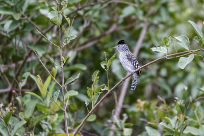 Close-up of bird perching on plant