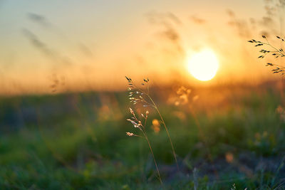 Close-up of plants growing on field during sunset