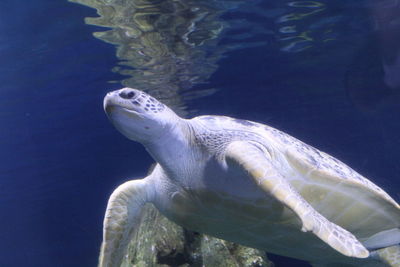 Close-up of turtle swimming in sea