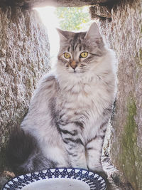 Portrait of cat sitting on wall