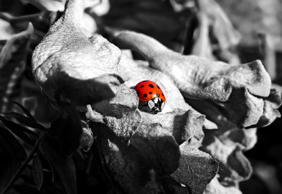 Close-up of ladybug on leaf