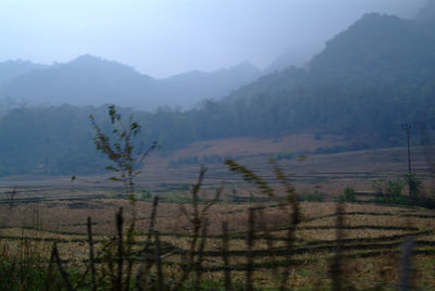 Trees on field against sky