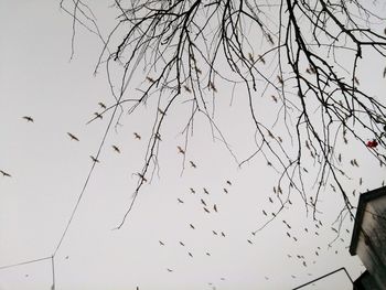 Low angle view of birds flying against the sky