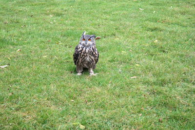 Animal grazing on grassy field