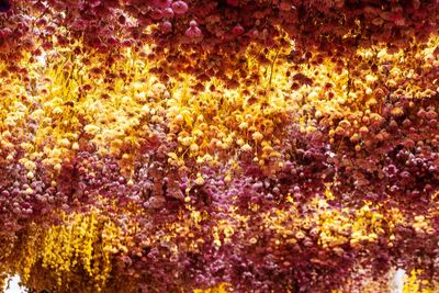 Full frame shot of purple flowering plants