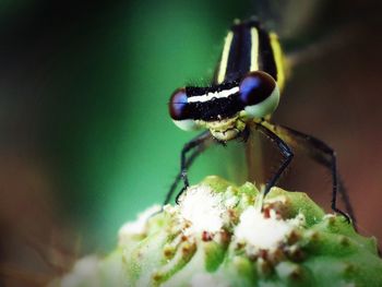 Close-up of insect