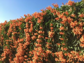 Low angle view of flowering plants against sky during autumn