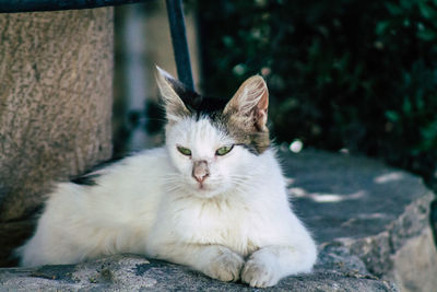 Portrait of cat sitting outdoors