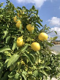 Low angle view of fruits growing on tree