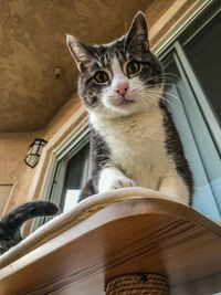 Portrait of cat sitting on window sill